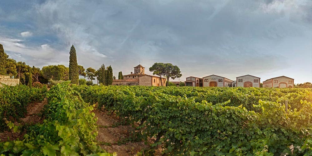 Paisajes del Vino