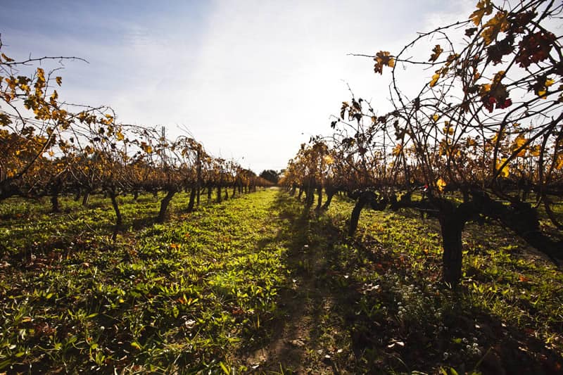 Paisajes del Vino